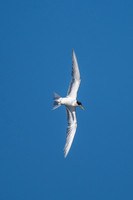 Crested Tern