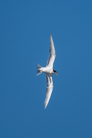 Crested Tern