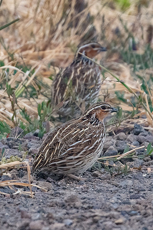 Stubble Quail