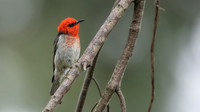 Scarlet Honeyeater