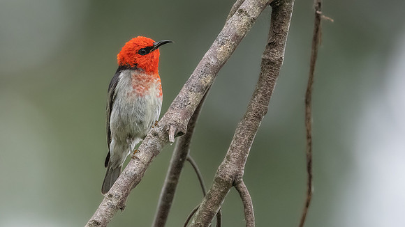 Scarlet Honeyeater