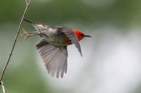 Scarlet Honeyeater
