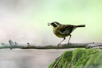 Yellow-throated Scrubwren