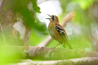 Northern Scrub-robin