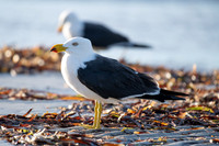 Pacific Gull