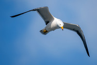 Pacific Gull