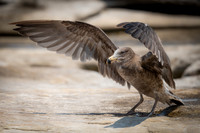 Pacific Gull