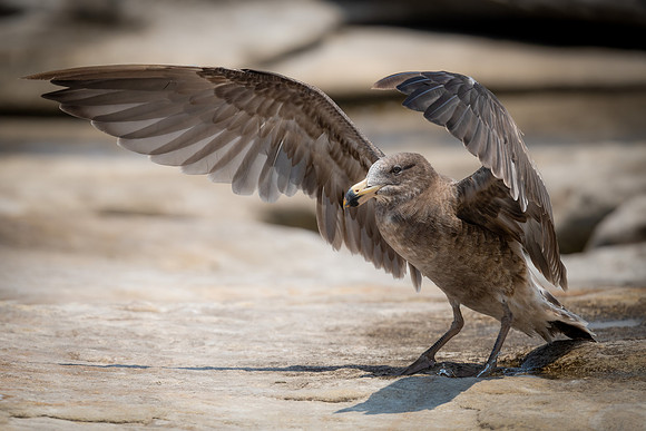 Pacific Gull