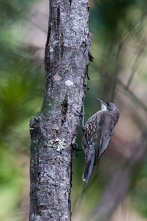 White-throated Treecreeper