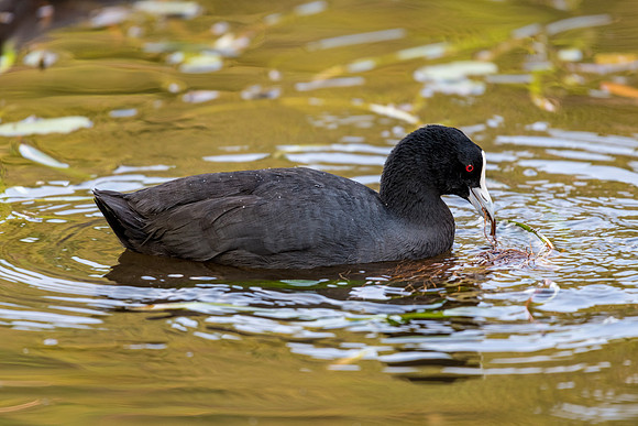 Eurasian Coot