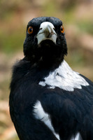 Australian Magpie