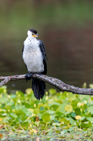 Little Pied Cormorant