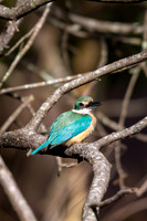 Sacred Kingfisher