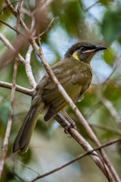 Lewin's Honeyeater
