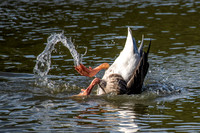 Greylag Goose