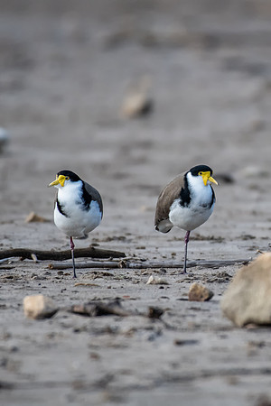 Masked Lapwing