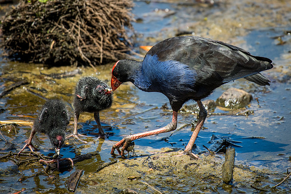 Purple Swamphen