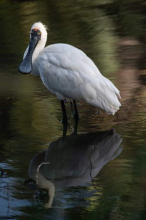 Royal Spoonbill