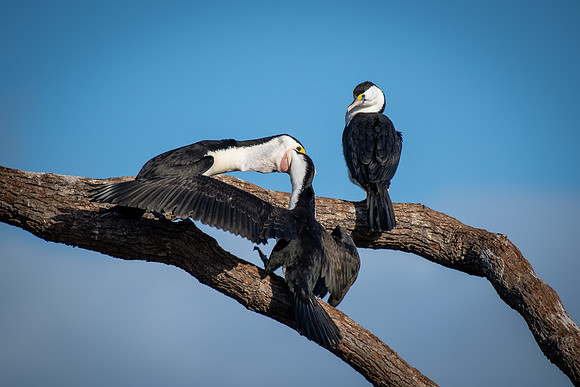 Pied Cormorant