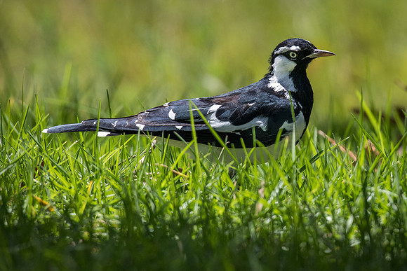 Magpie Lark
