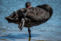 Black Swan