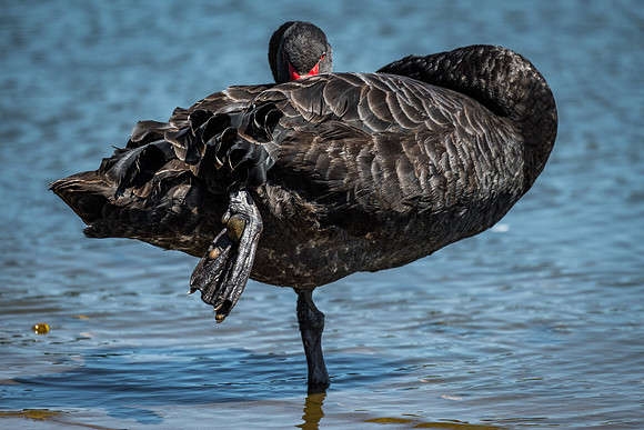 Black Swan