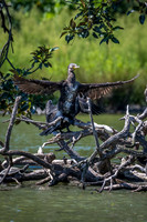 Great Cormorant