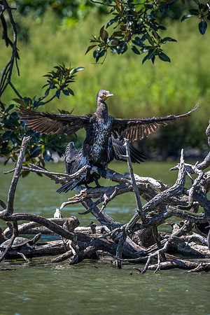 Great Cormorant