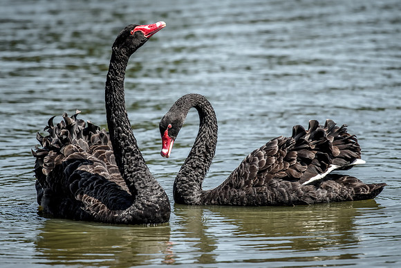Black Swan