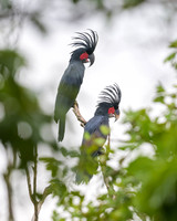 Palm Cockatoo