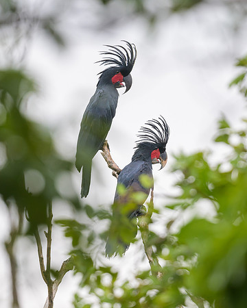 Palm Cockatoo