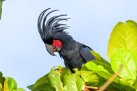 Palm Cockatoo