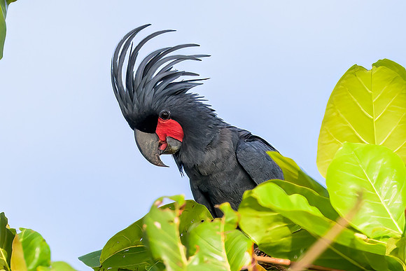 Palm Cockatoo