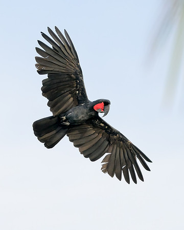 Palm Cockatoo