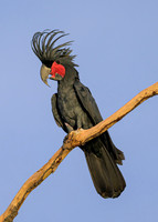 Palm Cockatoo
