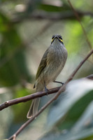 Yellow-faced Honeyeater