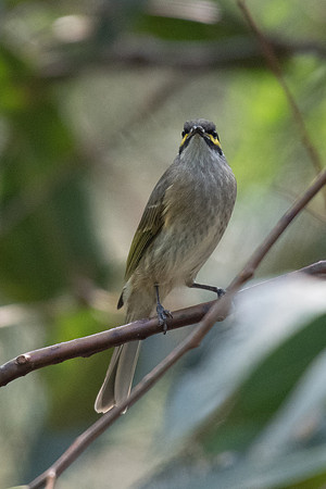 Yellow-faced Honeyeater