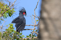Palm Cockatoo