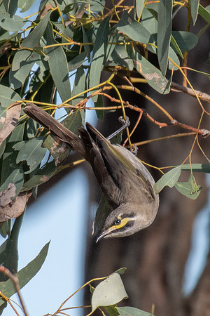 Yellow-faced Honeyeater