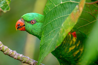Scaly-breasted Lorikeet