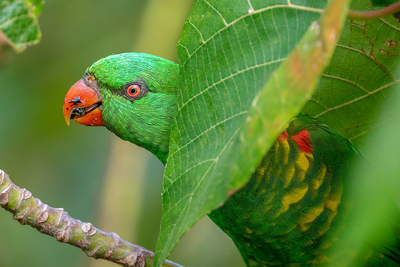 Scaly-breasted Lorikeet