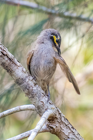 Yellow-faced Honeyeater
