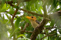 Yellow-billed Kingfisher