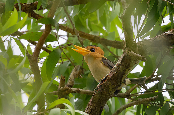 Yellow-billed Kingfisher