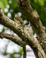 Yellow-legged Flycatcher