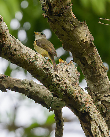 Yellow-legged Flycatcher