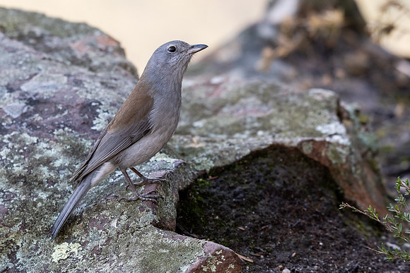 Grey Shrike-thrush