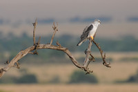 Black-winged Kite