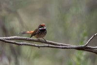 Rufous Fantail
