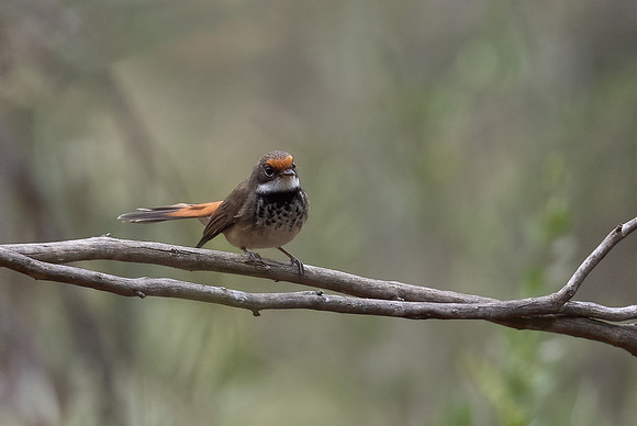Rufous Fantail